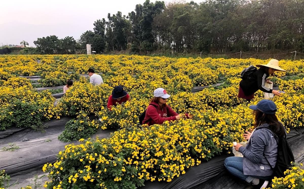 天菊農場,~ 自然農法天菊，屏東有機產區 ~